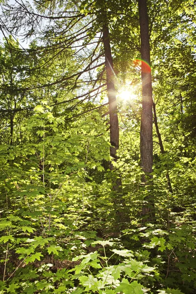 Sol na cena da floresta — Fotografia de Stock