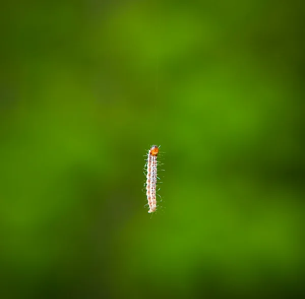 Маленькая гусеница на зеленом фоне — стоковое фото