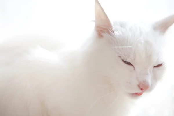 stock image White cat on a white background.