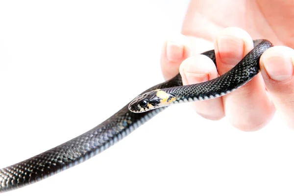 Elinde yılan — Stok fotoğraf