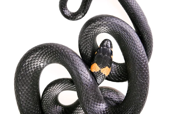 뱀 — 스톡 사진