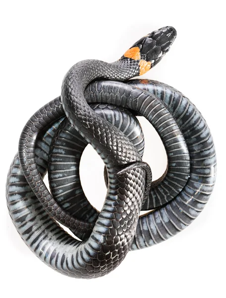 Serpiente —  Fotos de Stock