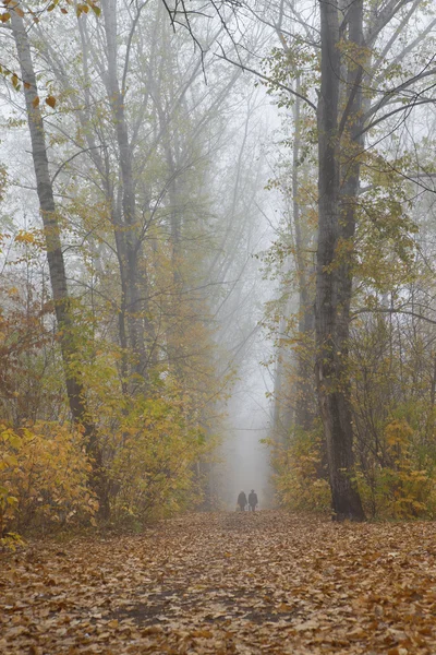 Spaziergang im Wald bei Nebel — Stockfoto
