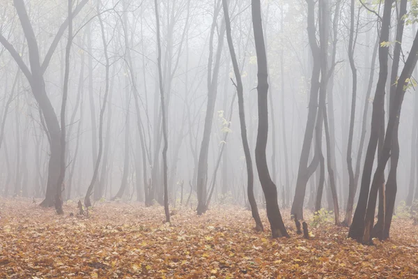 Foresta con nebbia — Foto Stock