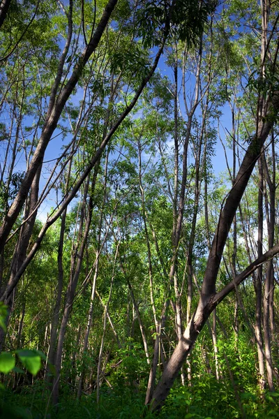 stock image Green forest