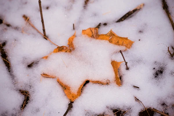 Primera nieve — Foto de Stock