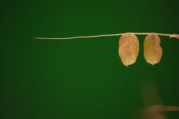 Autumn listowie na zielono — Zdjęcie stockowe