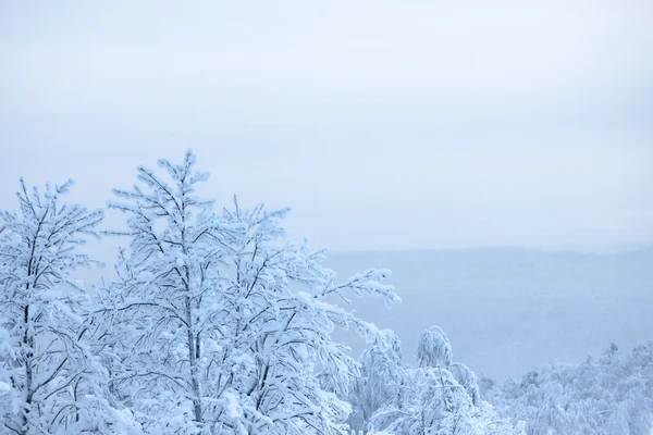 Scena invernale — Foto Stock