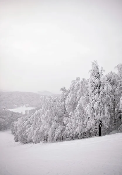 Winterbäume mit Neuschnee bedeckt. — Stockfoto