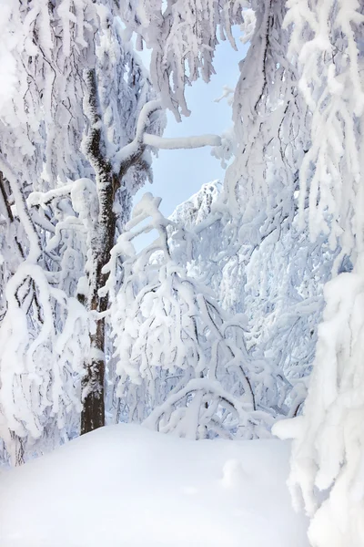 Alberi invernali coperti di neve fresca — Foto Stock
