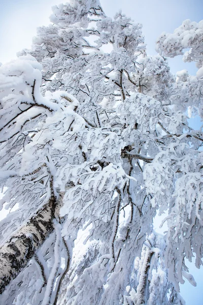 Winter trees — Stock Photo, Image