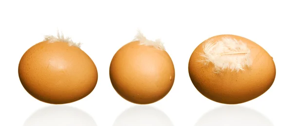 Huevo con pluma —  Fotos de Stock