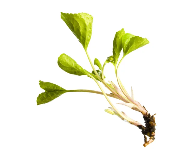 Plant closeup — Stock Photo, Image