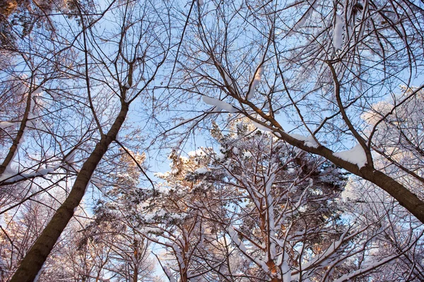 Árboles de invierno y cielo — Foto de Stock