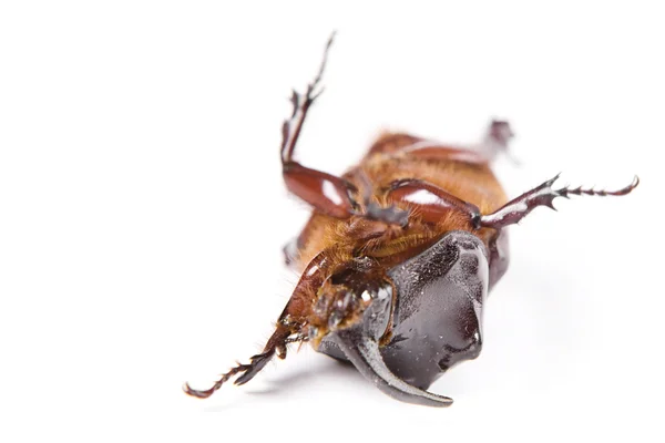 Rhinoceros beetle — Stockfoto