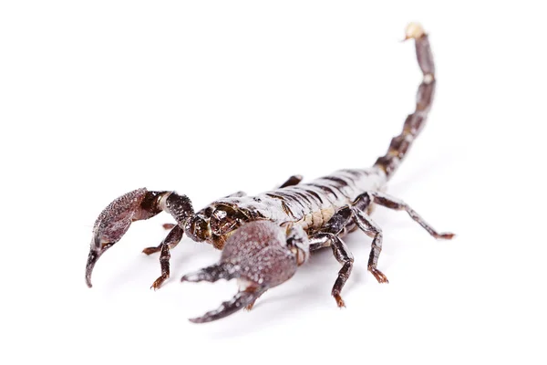 Scorpione — Foto Stock