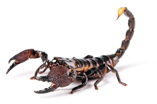 Escorpión —  Fotos de Stock
