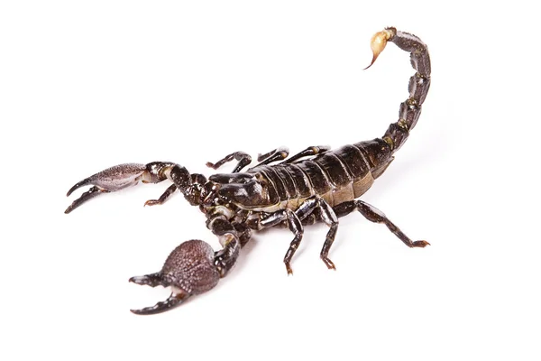 Escorpión —  Fotos de Stock