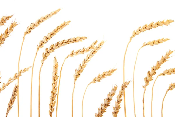 Wheat isolated — Stock Photo, Image