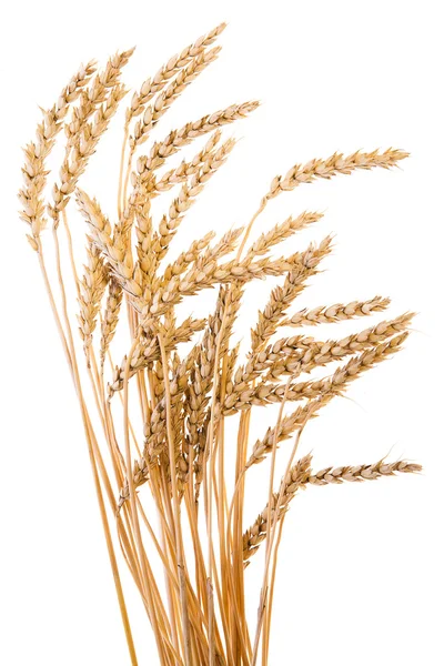 stock image Wheat isolated