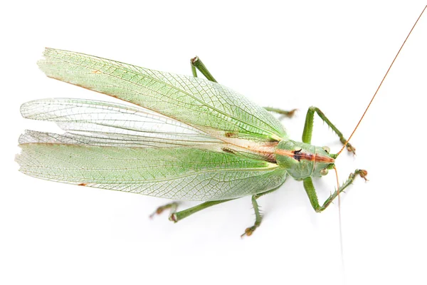 Locust — Stock Photo, Image