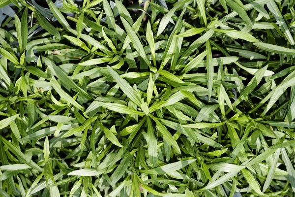 Green grass close up background — Stock Photo, Image