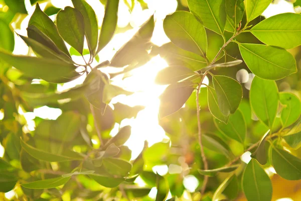 Green leaves and sun. — Stock Photo, Image