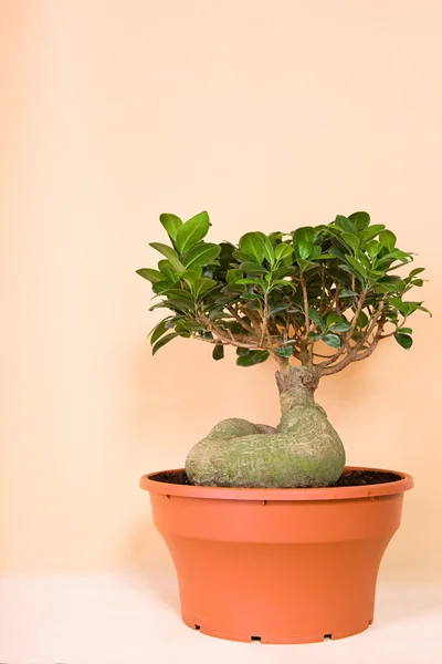 stock image Home plant on bright background