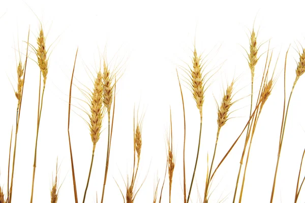 Épis de blé sur fond blanc — Photo