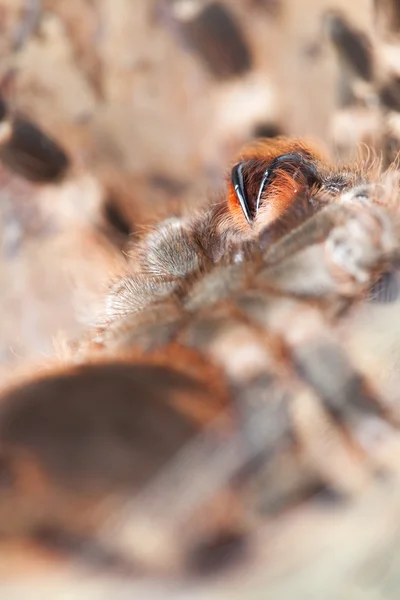 Крупный план паука — стоковое фото