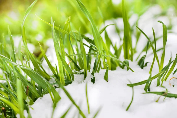 Lente gras met sneeuw, ondiep dof — Stockfoto