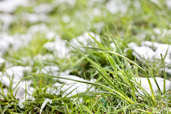 Hierba de primavera con nieve, dof poco profundo — Foto de Stock
