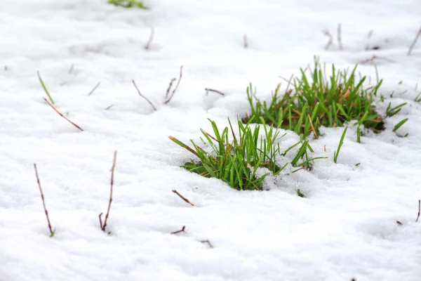 雪に覆われた緑の草 — ストック写真