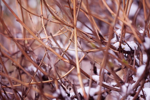 Gałęzie pokryte śniegiem streszczenie tło — Zdjęcie stockowe