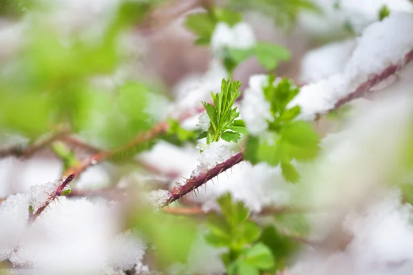 Jarní listí se sněhem — Stock fotografie