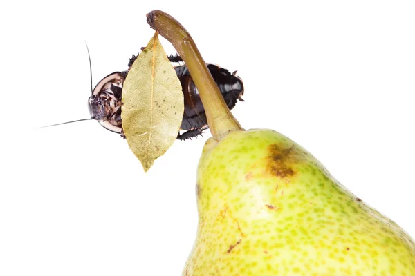 Pear with beautiful cockroach — Stock Photo, Image