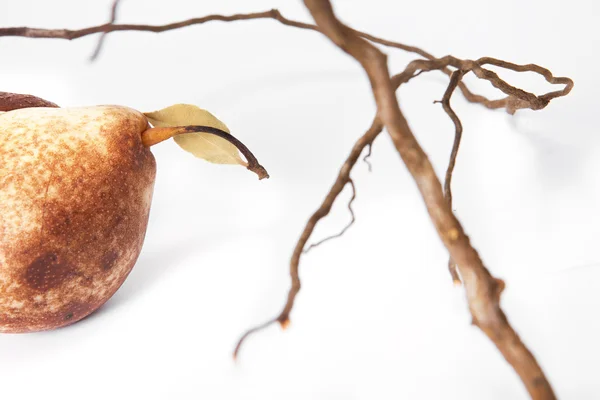 stock image Pear on the branch