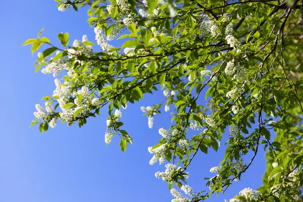 Красивые цветы цветут и голубое небо — стоковое фото