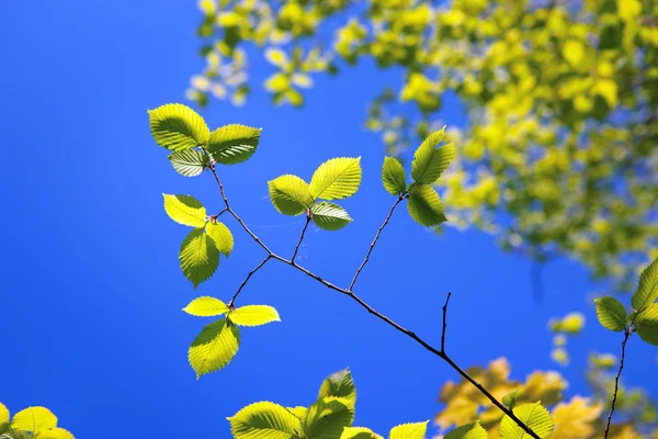 春の葉と青い空 — ストック写真