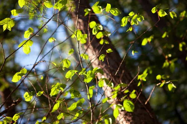 Yeni bir hayat arka plan bahar yaprakları — Stok fotoğraf