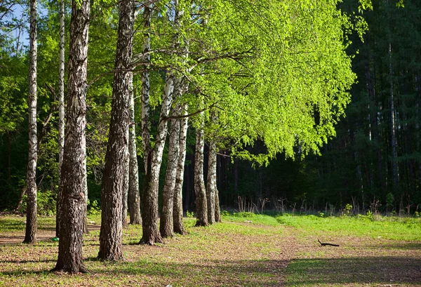 Brzozy w letnim lesie — Zdjęcie stockowe