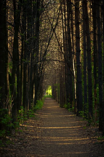 Wieczorem ścieżka leśna — Zdjęcie stockowe