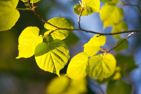 Nuevo fondo de vida de las hojas de primavera —  Fotos de Stock