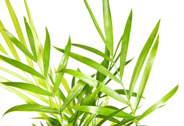 Plant closeup — Stock Photo, Image