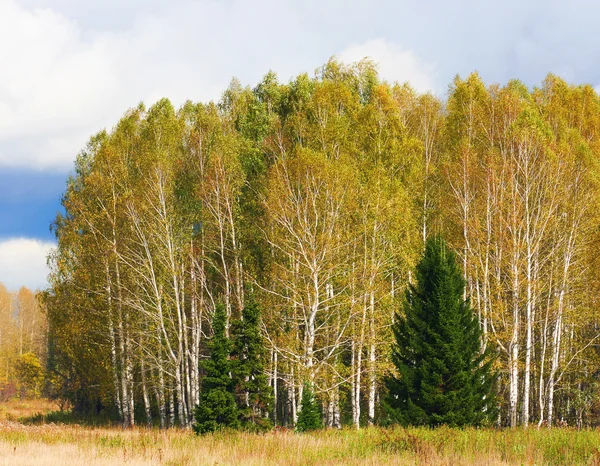 Höstens skogens scenen — Stockfoto