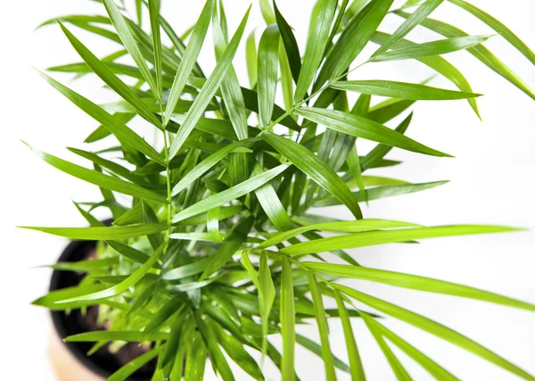 Plant closeup — Stock Photo, Image