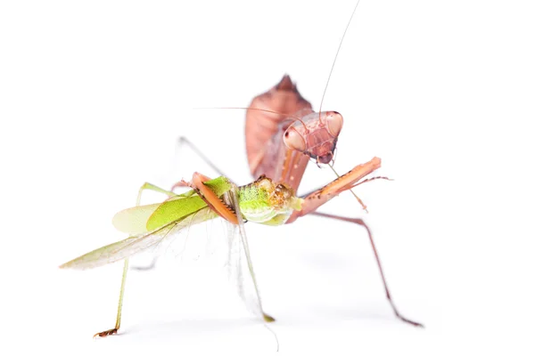 Mantis eats locust — Stock Photo, Image