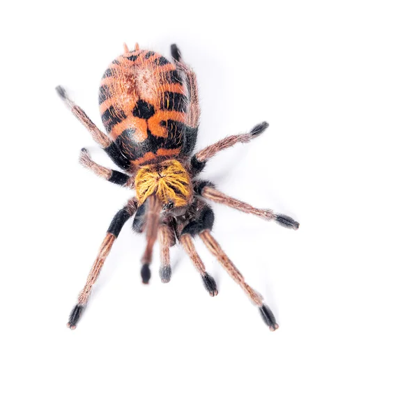 Păianjen — Fotografie, imagine de stoc