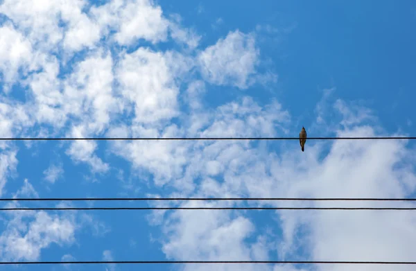 Bird on a wire. — Stock Photo, Image