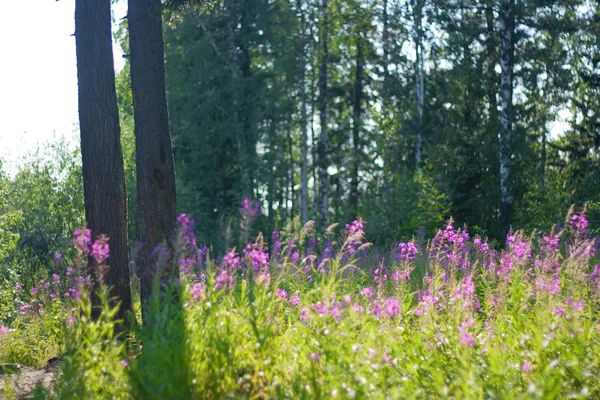 森の花 — ストック写真